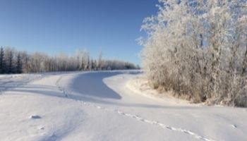 Survive Winter