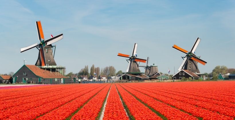 Why the Netherlands?