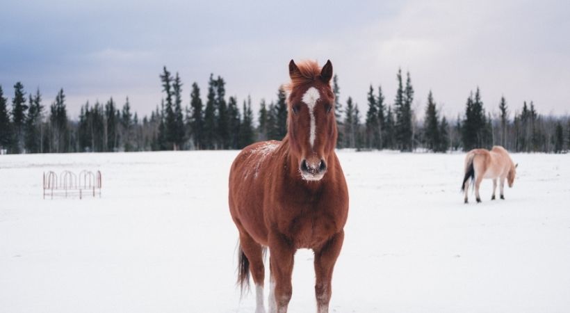 Yukon